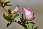 CLOSE-UP/MACRO