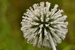 CLOSE-UP/MACRO