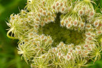 CLOSE-UP/MACRO