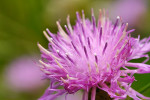 CLOSE-UP/MACRO