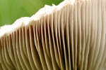 CLOSE-UP/MACRO