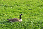 NATUUR
