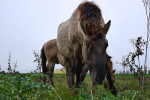 NATUUR