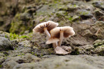 CLOSE-UP/MACRO
