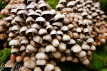 CLOSE-UP/MACRO