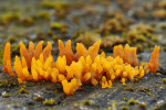 CLOSE-UP/MACRO