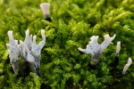 CLOSE-UP/MACRO