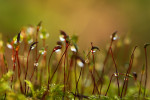 CLOSE-UP/MACRO