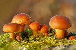 CLOSE-UP/MACRO