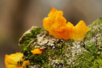 CLOSE-UP/MACRO