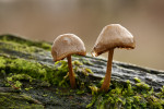 CLOSE-UP/MACRO