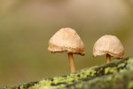 CLOSE-UP/MACRO