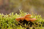 CLOSE-UP/MACRO
