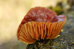 CLOSE-UP/MACRO