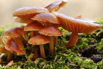 CLOSE-UP/MACRO