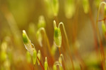 CLOSE-UP/MACRO