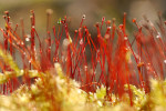 CLOSE-UP/MACRO