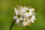 CLOSE-UP/MACRO