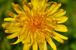 CLOSE-UP/MACRO