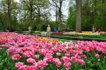 KEUKENHOF