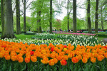KEUKENHOF