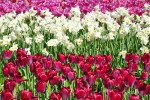KEUKENHOF
