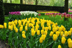 KEUKENHOF