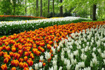 KEUKENHOF