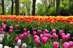 KEUKENHOF