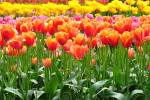 KEUKENHOF