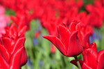 KEUKENHOF