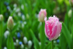 KEUKENHOF