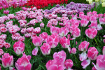 KEUKENHOF
