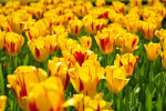 KEUKENHOF