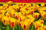 KEUKENHOF