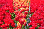 KEUKENHOF