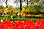 KEUKENHOF