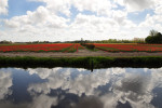 KEUKENHOF
