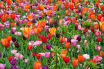 KEUKENHOF