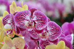 KEUKENHOF