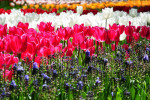 KEUKENHOF