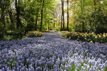 KEUKENHOF