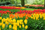 KEUKENHOF