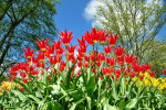 KEUKENHOF