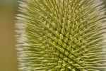 CLOSE-UP/MACRO