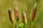 CLOSE-UP/MACRO