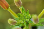 CLOSE-UP/MACRO