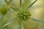 CLOSE-UP/MACRO