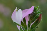 CLOSE-UP/MACRO