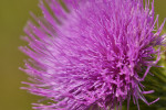 CLOSE-UP/MACRO